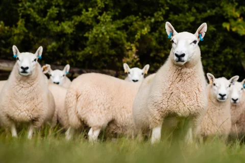 A group of serene ewes looking into the distance