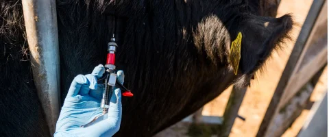 Changes to Bluetongue Control Policy