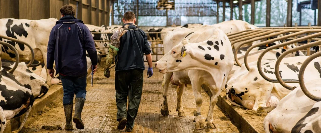 Farm vet and dairy farmer walking through dairy cow shed