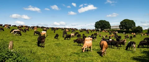 field of dairy cows grazing