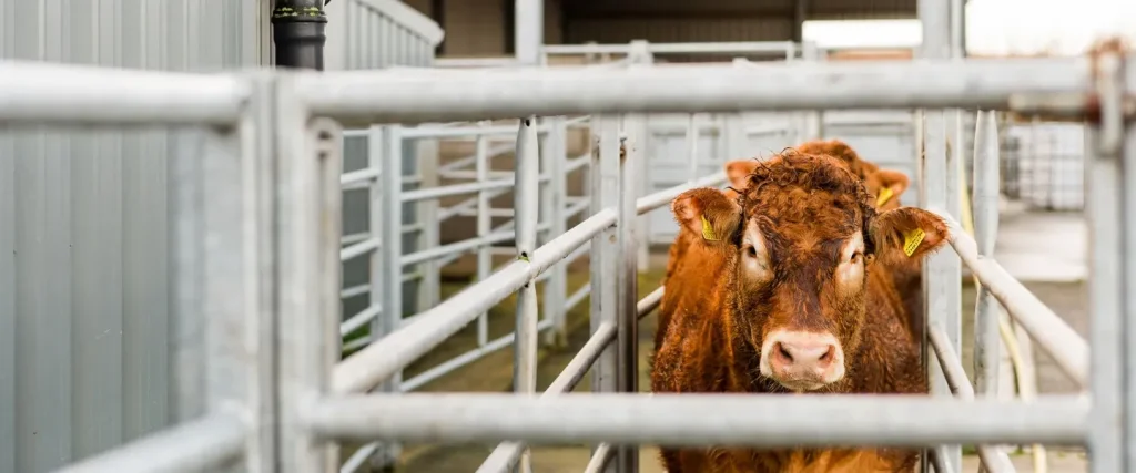 Hereford cow waiting in the race for bovine IVF
