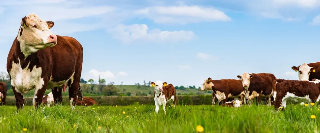 hereford beef cow looking across a field with beautiful blue sky