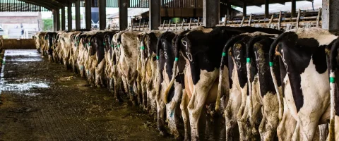 A long line of dairy cows in a shed, photographed from behind
