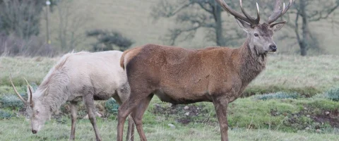 two deer stood in a field