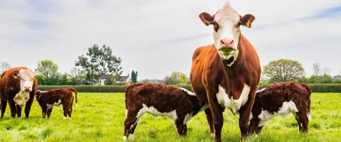 Hereford beef cattle grazing with calves nursing in a field