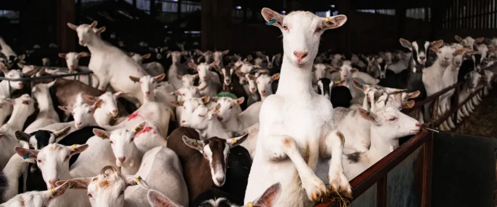 Dairy goats in a barn