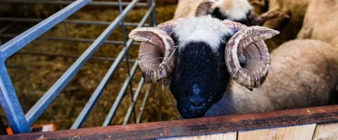 Smallholder Services